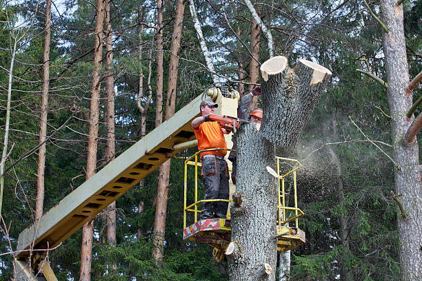 Tree loppers blue mountains